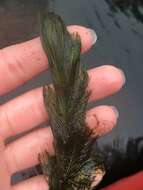 Image of Eurasian Water-Milfoil