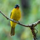 Image of Flame-throated Bulbul