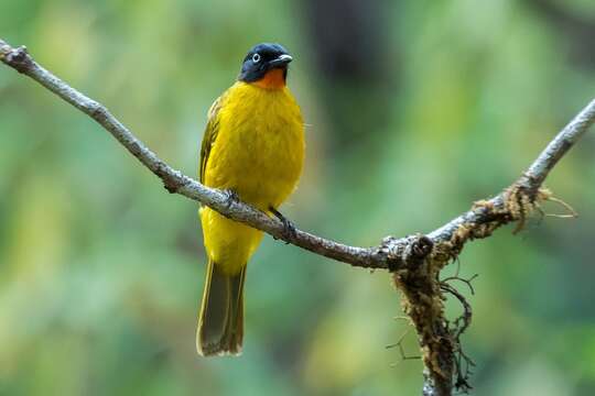 Image of Flame-throated Bulbul