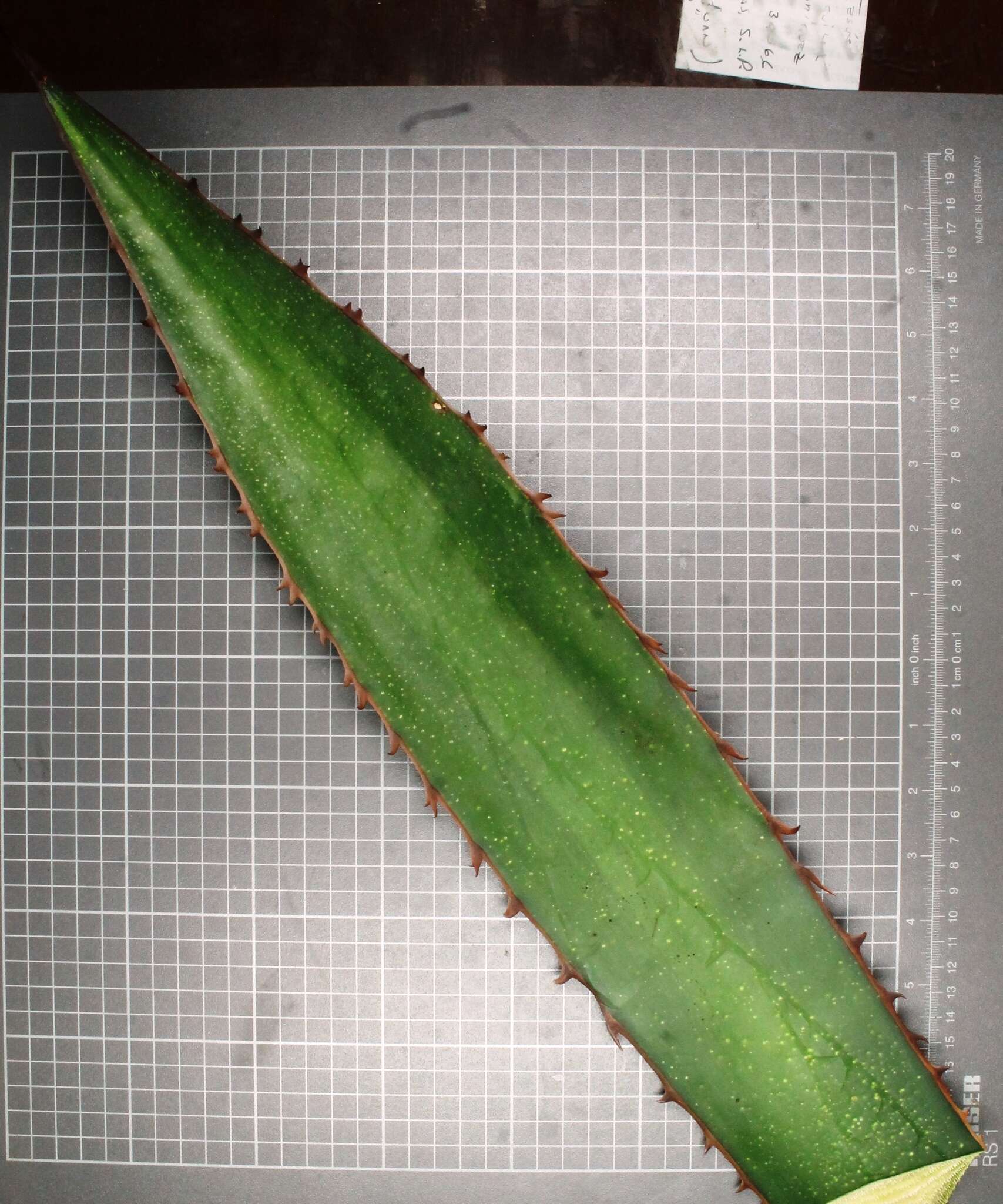 Image of Agave obscura Schiede ex Schltdl.