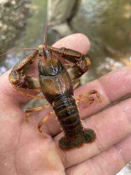 Image of Chattooga River Crayfish