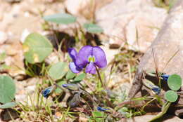 Image of <i>Poissonia heterantha</i>