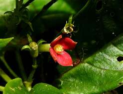 Image of Manettia coccinea (Aubl.) Willd.