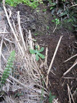 Imagem de Sonchus kirkii B. G. Hamlin