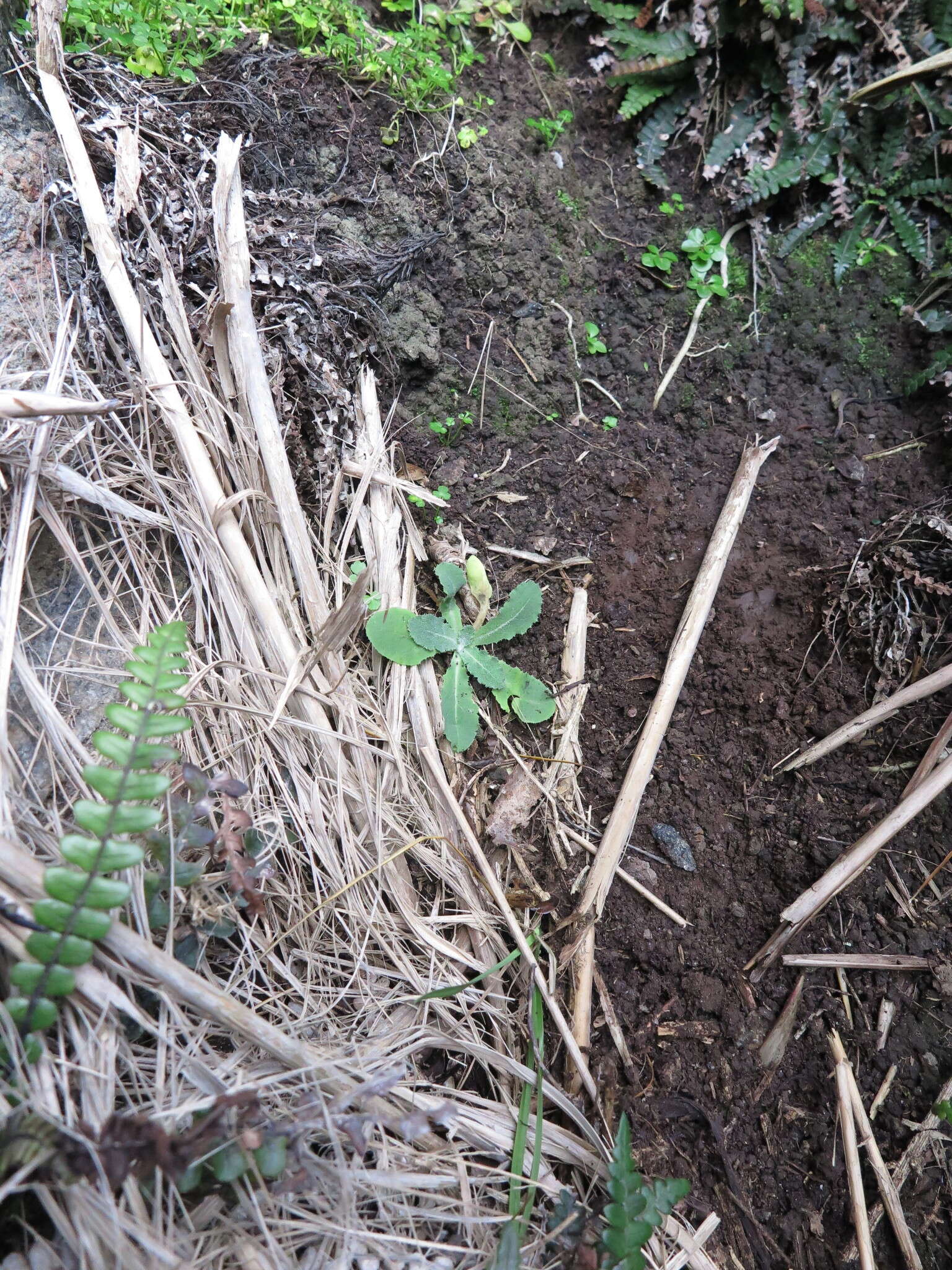 Imagem de Sonchus kirkii B. G. Hamlin