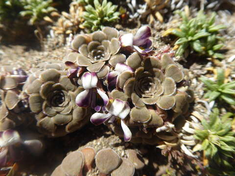 Imagem de Viola columnaris Skottsb.