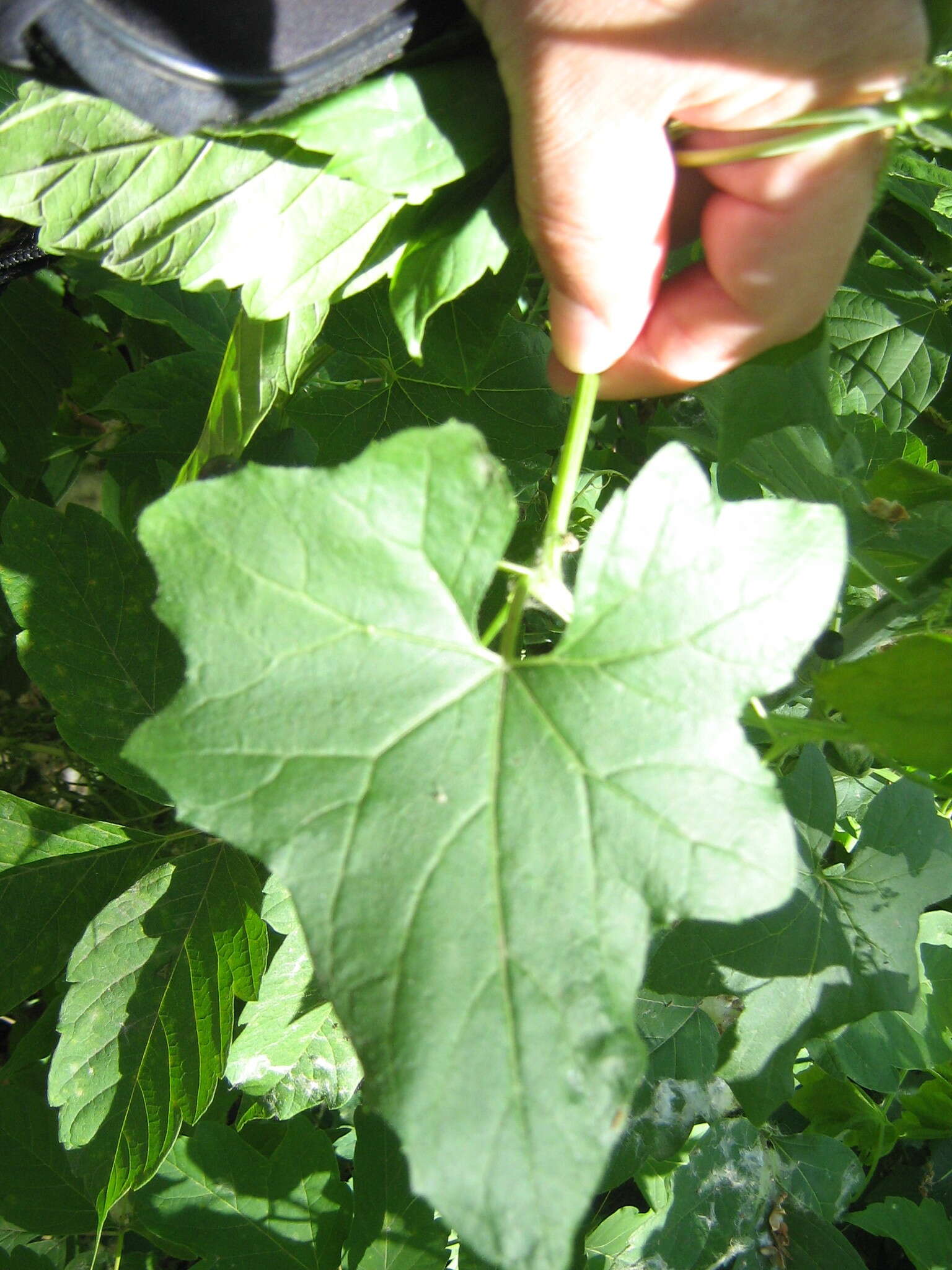 Image of white bryony