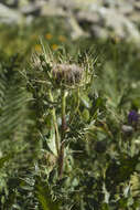 Image of Cirsium pugnax Somm. & Levier