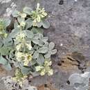 Image de Stachys chrysantha Boiss. & Heldr.