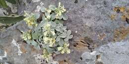 Слика од Stachys chrysantha Boiss. & Heldr.