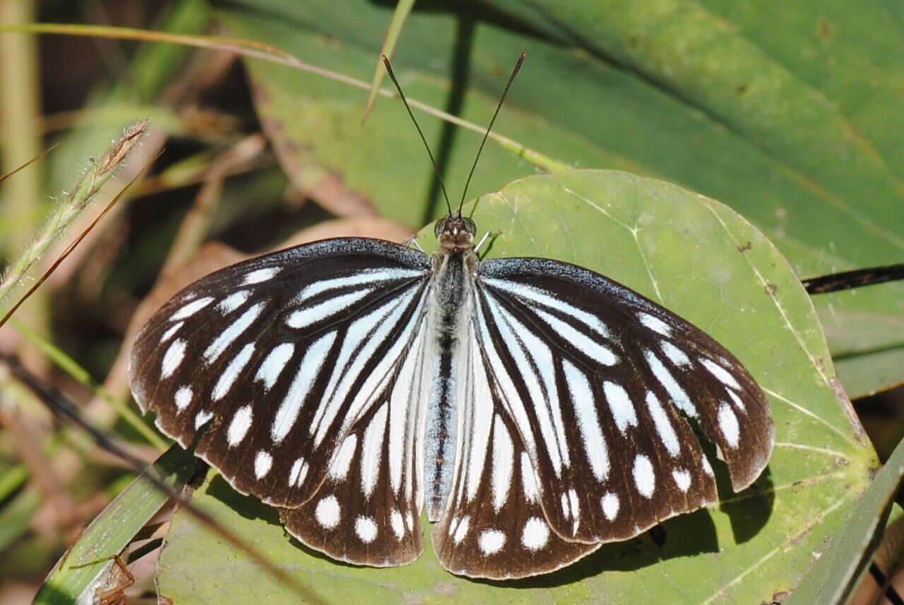 Image of <i>Pareronia hippia</i>