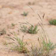 Image of Digitaria brownii (Roem. & Schult.) Hughes