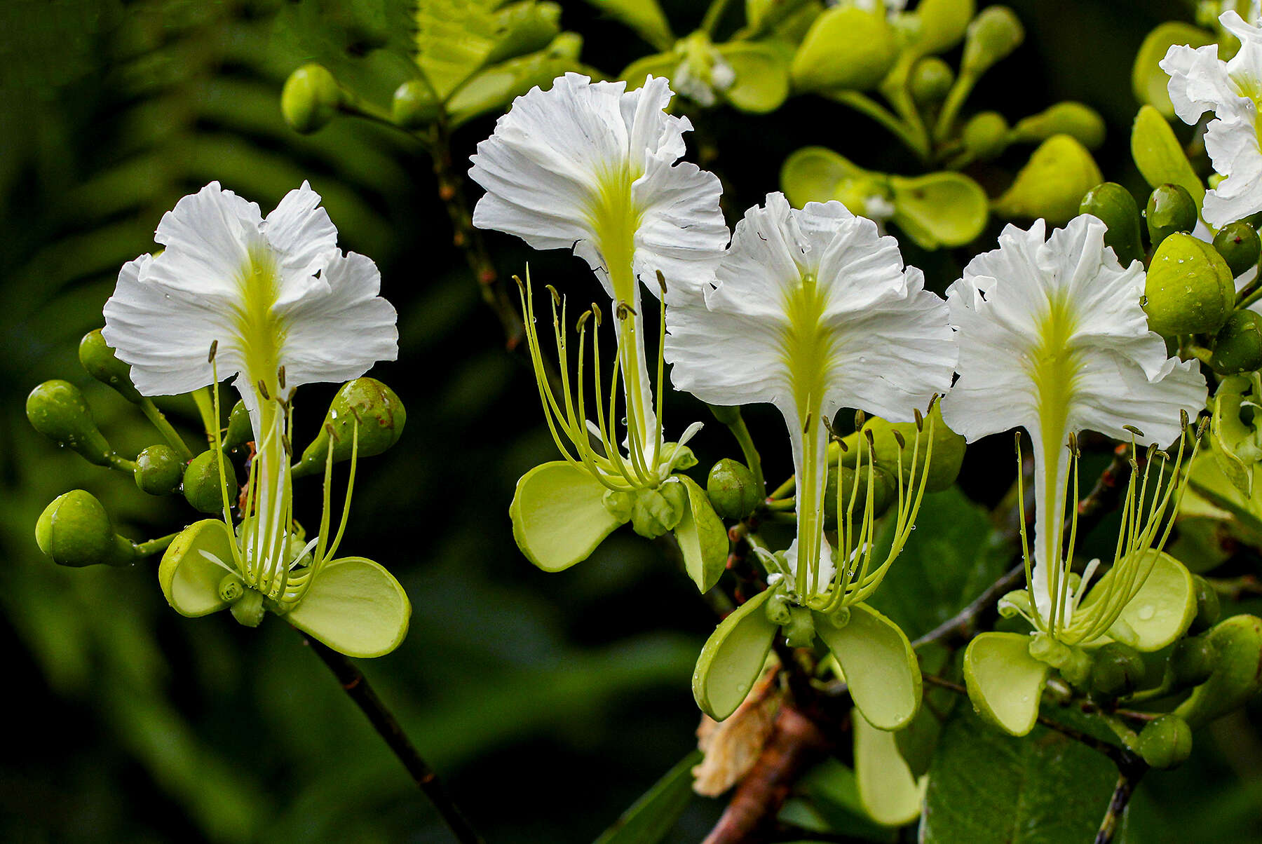 Image of Berlinia grandiflora (Vahl) Hutch. & Dalziel