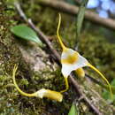 Image of Masdevallia ampullacea Luer & Andreetta