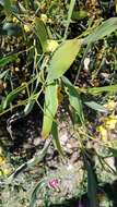 Image of orange wattle