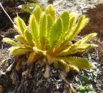 Image of Meconopsis paniculata (D. Don) Prain