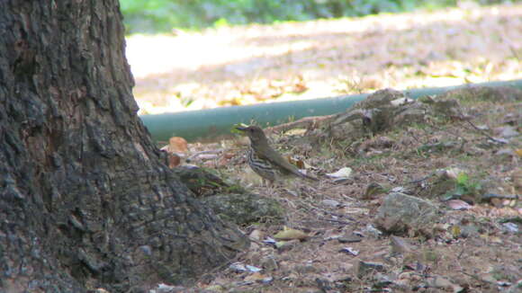 Image of Janpanese Thrush