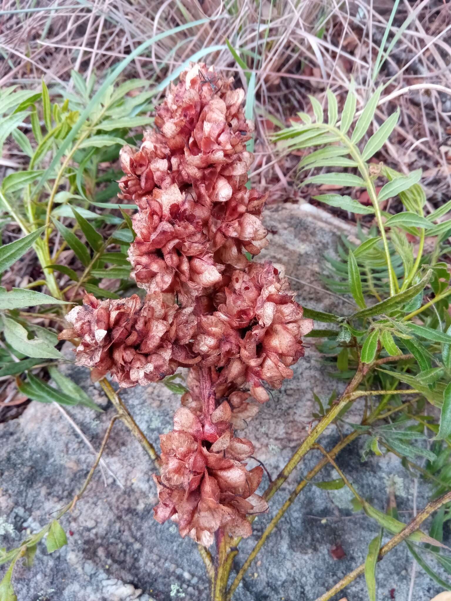 Sivun Dodonaea madagascariensis Radlk. kuva