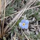Image of Howard's alpine forget-me-not