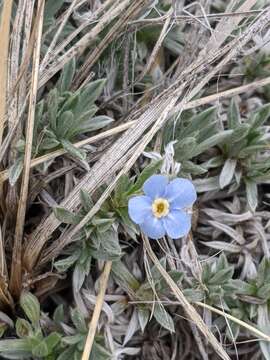 Слика од Eritrichium howardii (A. Gray) Rydb.