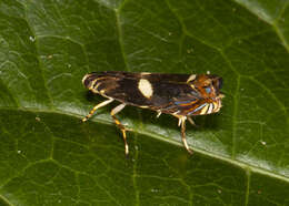 Image of Hilarographa plectanodes Meyrick 1922