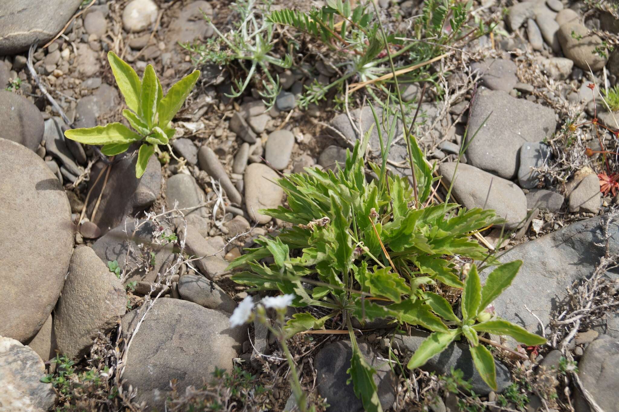 Image of Viola dissecta var. incisa (Turcz.) Y. S. Chen