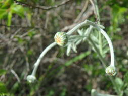 Tanacetum poteriifolium (Ledeb.) Grierson的圖片