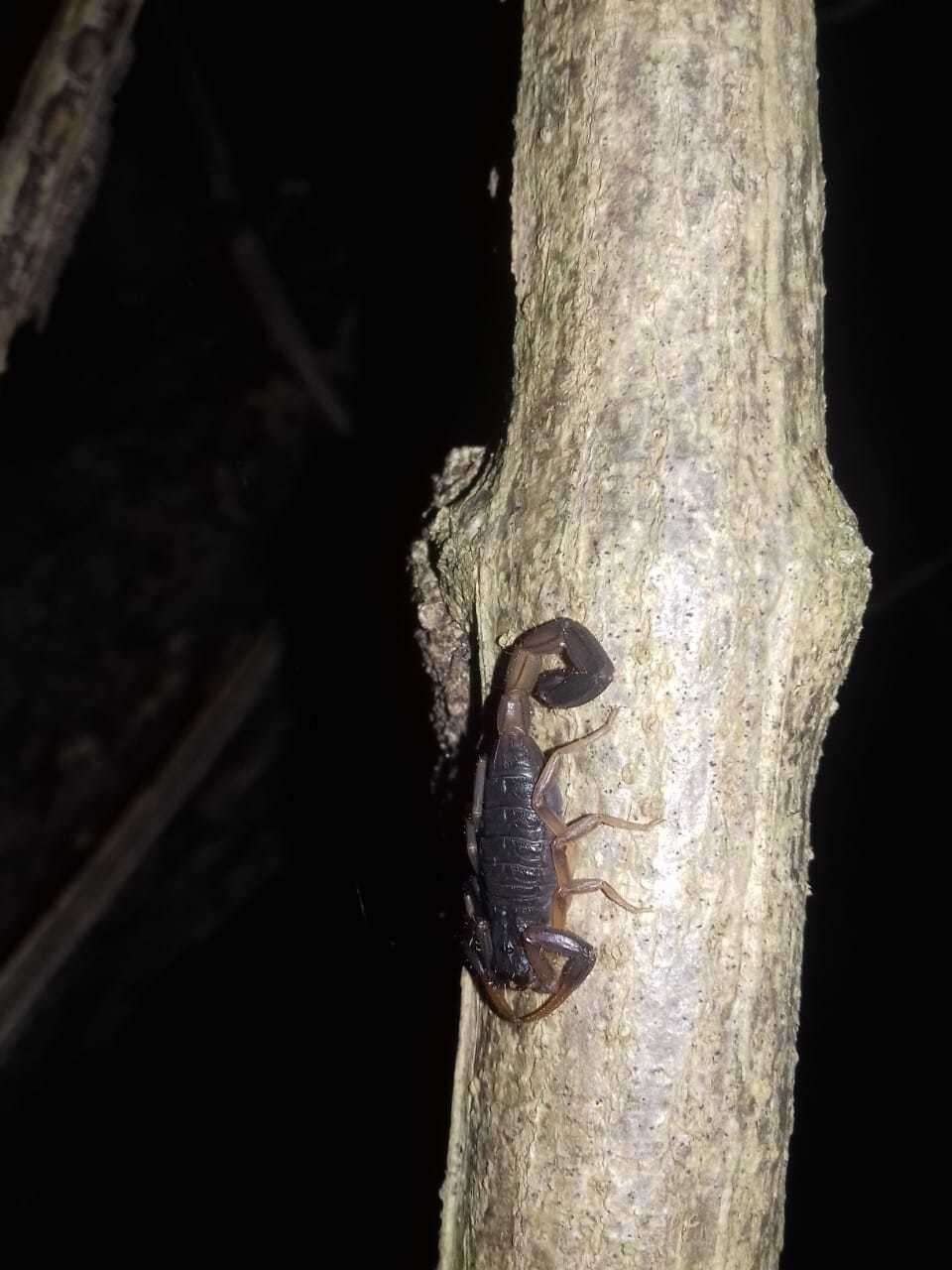 Image of Centruroides edwardsii (Gervais 1843)