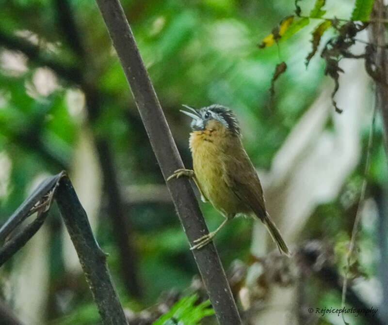 Image of Grey-throated Babbler