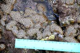 Image of Grey colonial zoanthid