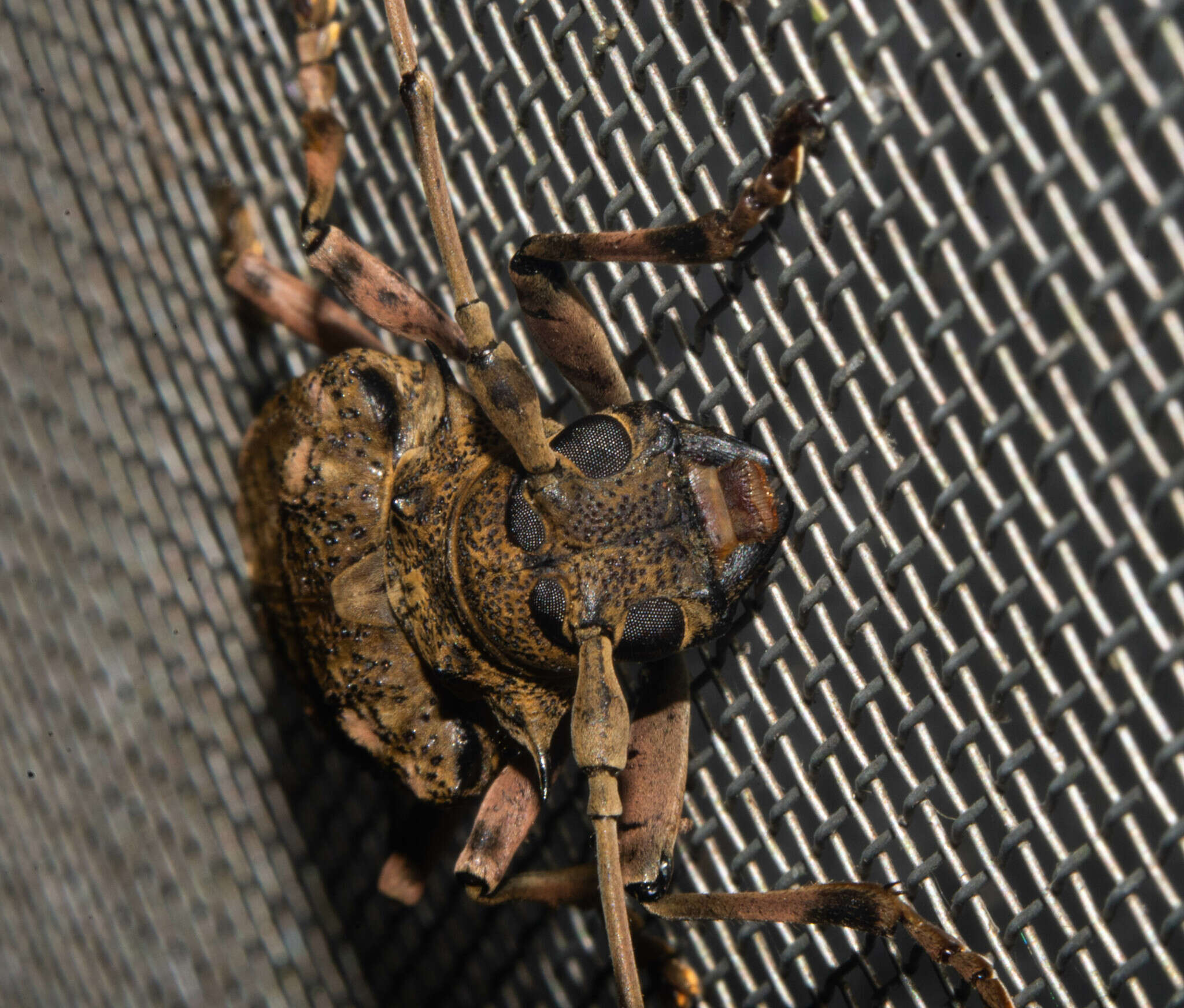 Слика од Polyrhaphis angustata Buquet 1853