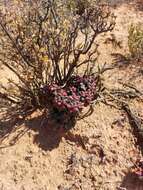 Image of Crassula elegans Schönl. & Baker fil.