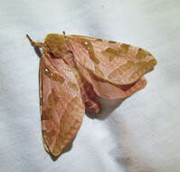 Image of Four-spotted Ghost Moth