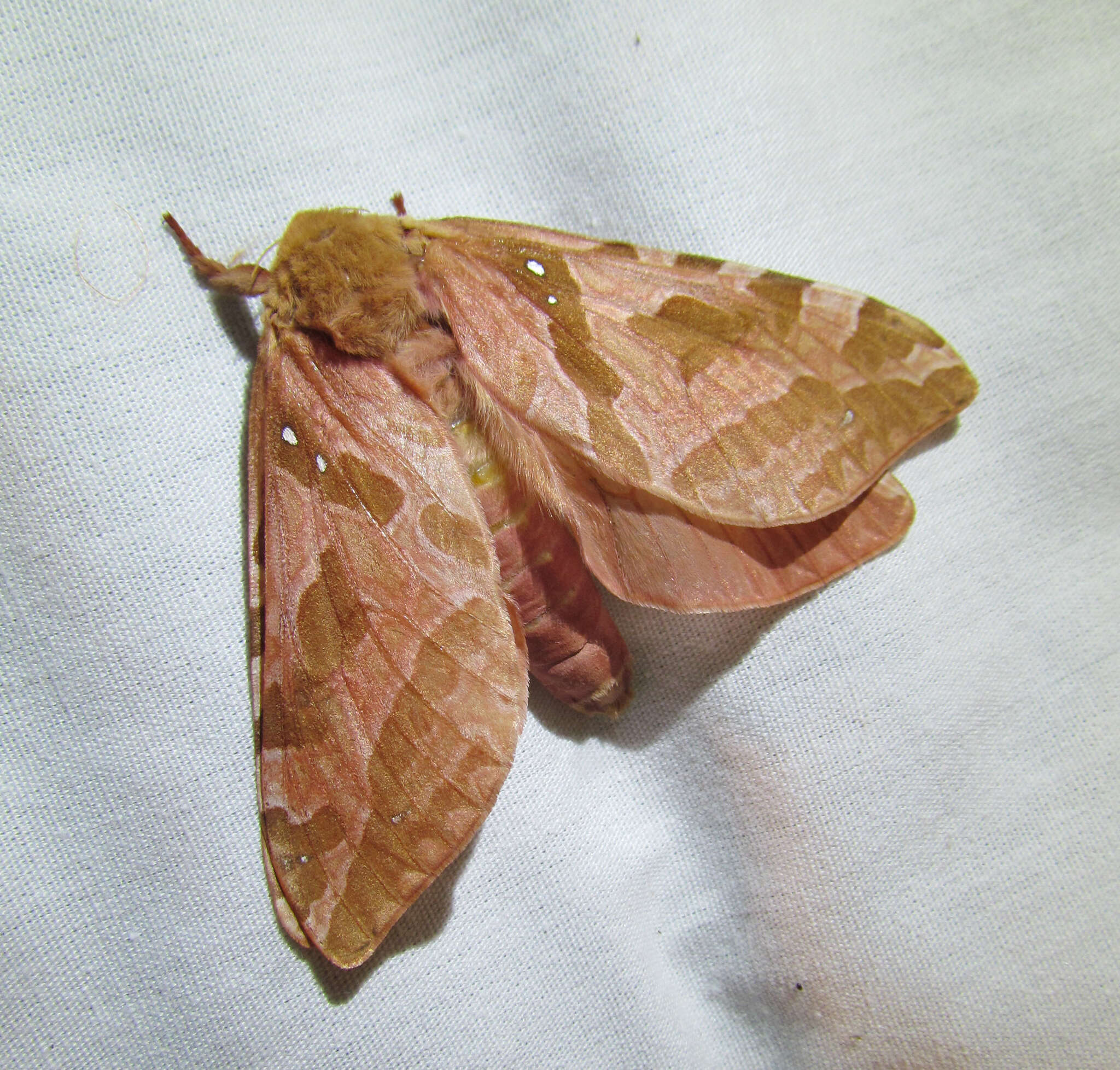 Image of Four-spotted Ghost Moth