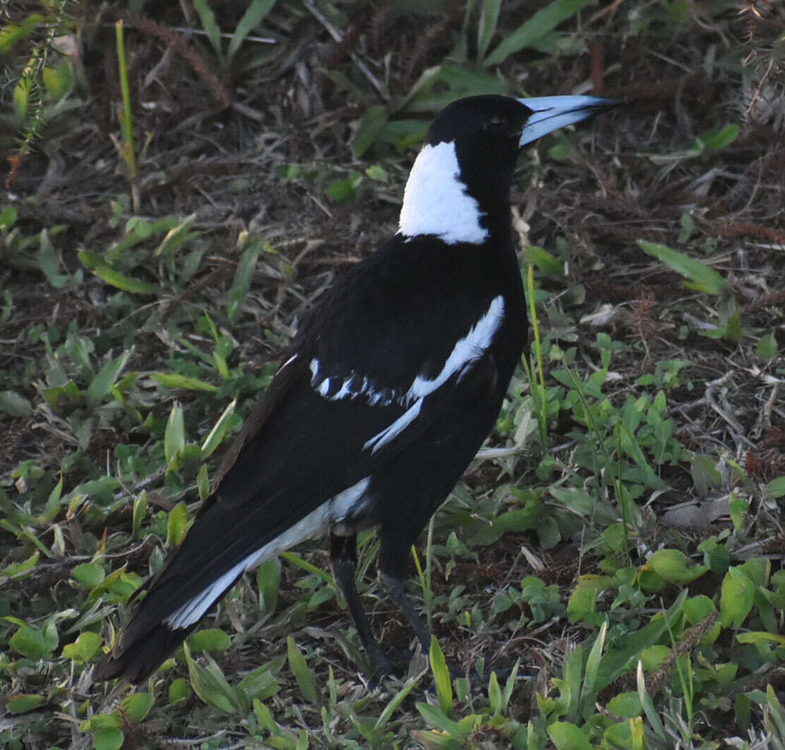 Imagem de Gymnorhina tibicen terraereginae (Mathews 1912)