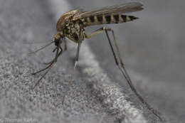 Imagem de Aedes hexodontus Dyar 1916