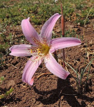 Слика од Rhodophiala rhodolirion (Baker) Traub