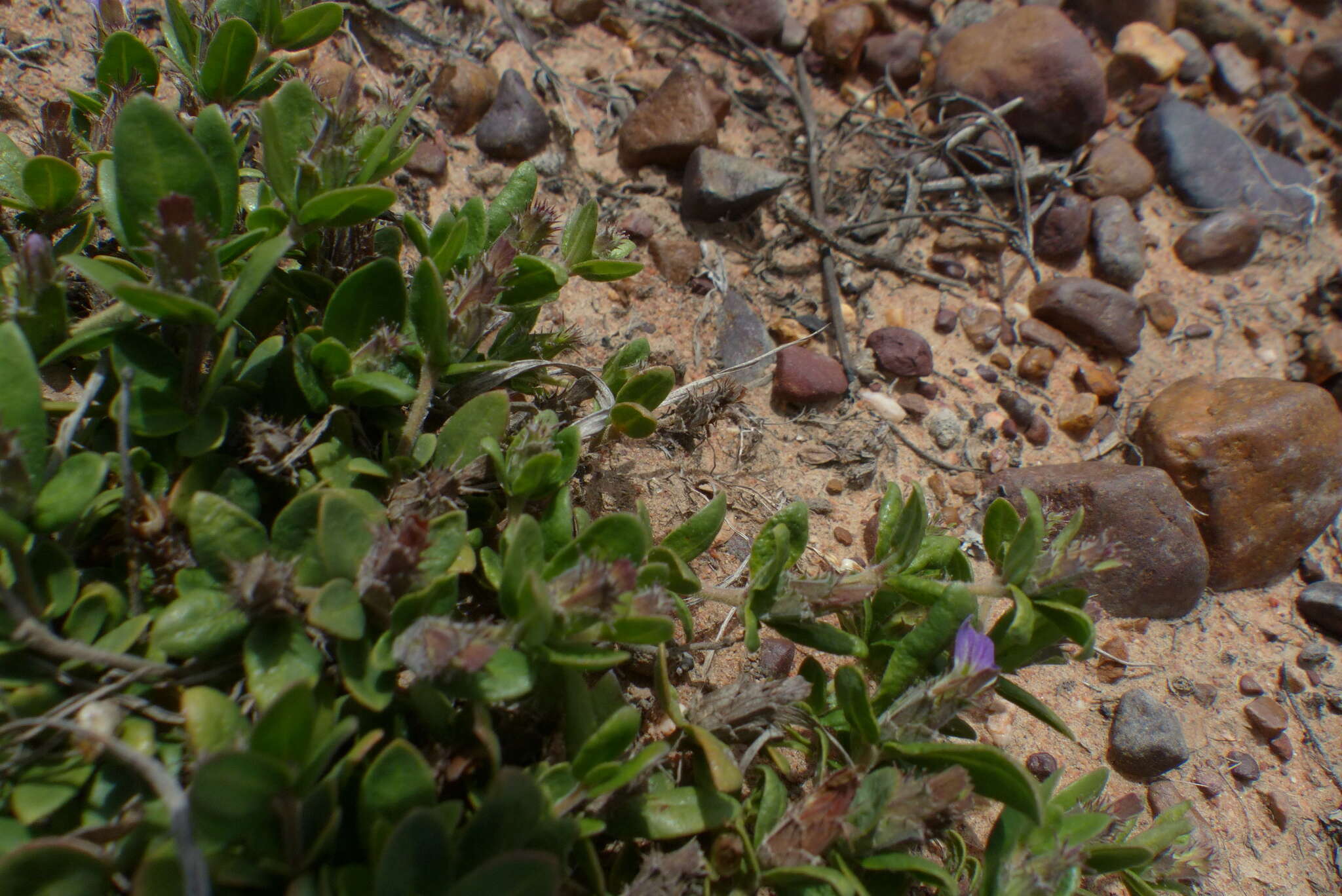 Blepharis integrifolia (L. fil.) E. Mey. & Drege resmi