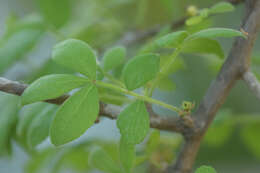 Image de Zanthoxylum syncarpum Tul.