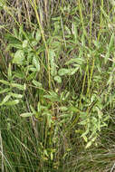 Image of Thalictrum maritimum Dufour