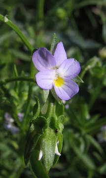 Image of Dwarf Pansy