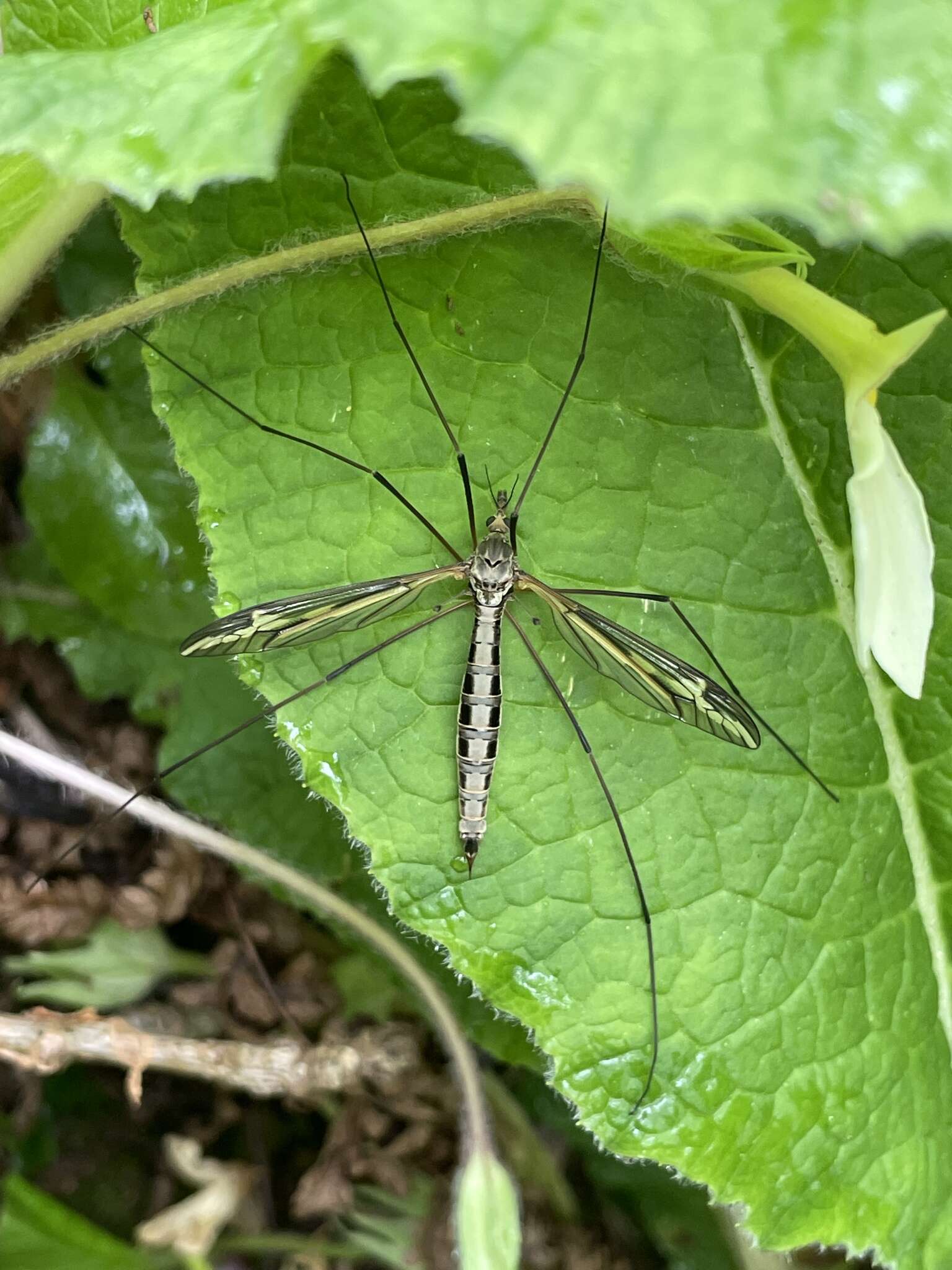 Tipula (Acutipula) vittata Meigen 1804的圖片