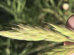 Plancia ëd Bromus porteri (Coult.) Nash