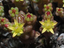 Image of Sedum praesidis H. Runemark & W. Greuter