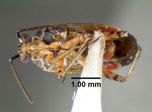 Image of <i>Polymerus basalis</i> (Reuter 1876)