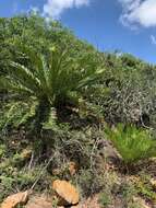 Image of Jozini Cycad