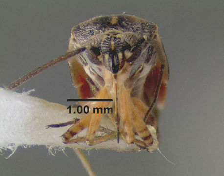 Image of <i>Polymerus basalis</i> (Reuter 1876)
