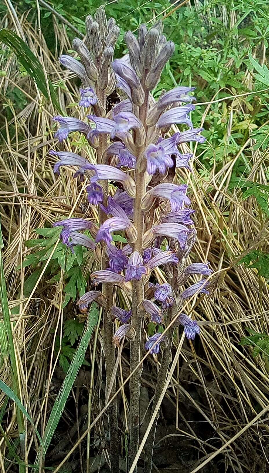 Phelipanche purpurea (Jacq.) Soják resmi