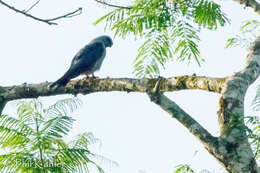 Image of Plumbeous Kite