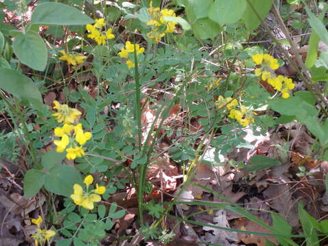 Image of Coronilla coronata L.